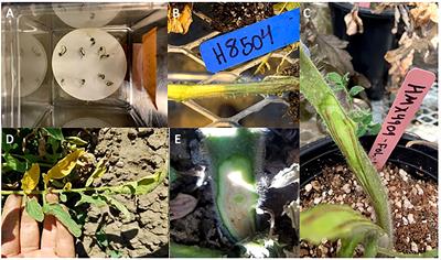 Monitoring for a new I3 resistance gene-breaking race of F. oxysporum f. sp. lycopersici (Fusarium wilt) in California processing tomatoes following recent widespread adoption of resistant (F3) cultivars: Challenges with race 3 and 4 differentiation methods